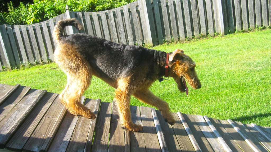 Dog walking down ramp