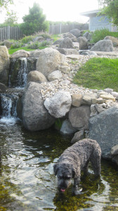 a dogwoods dog in the pond