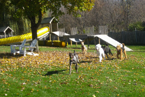 Dogs running through leaves