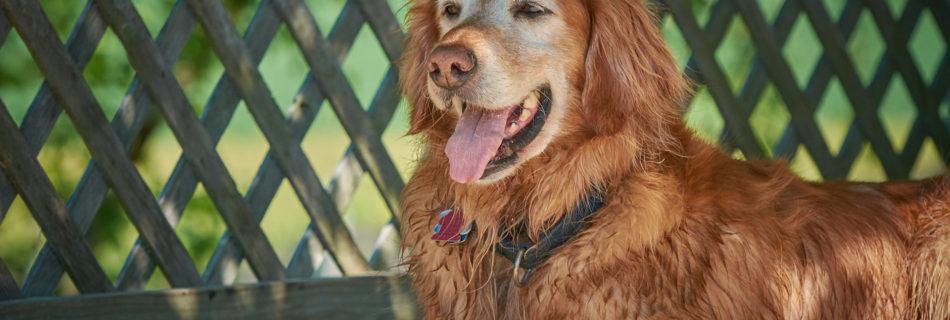 Dog in shade Dogwoods Mount Horeb WI