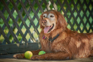 Dog with tennis balls the dogwoods Mount horeb WI