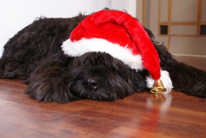 black dog sleeping with santa hat on