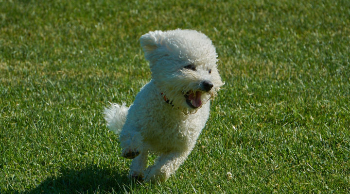 Happy Dog Running at the Dogwoods Mount Horeb WI