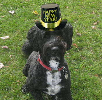A New You Dog Wearing New Years Eve Hat The Dogwoods Mount Horeb WI