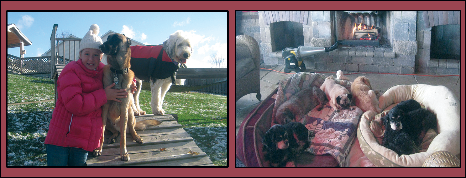 Dogs cozied up to the fire and a dog in a winter coat