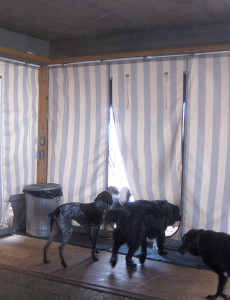 Dogs leaving the camp house The dogwoods mount horeb WI