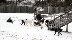 dogs playing outside