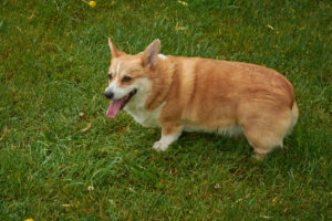 Corgi Dog at the Dogwoods Mount Horeb WI