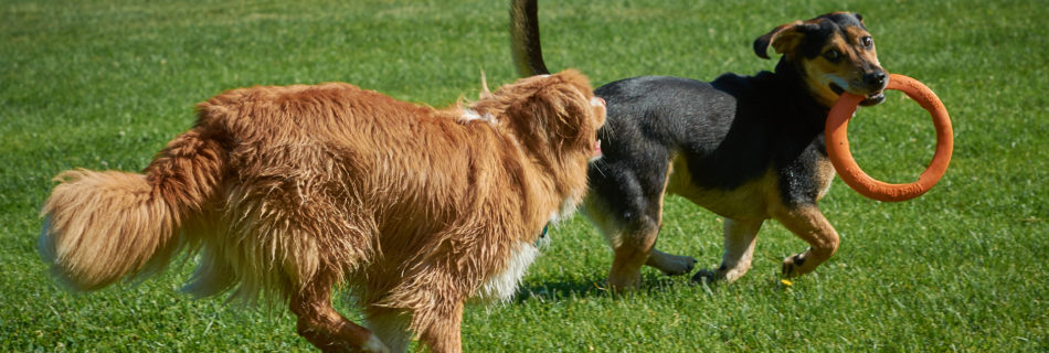 Dogs Chasing and playing at The Dogwoods Mount Horeb WI