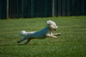 Daily Rates Dog Running at The Dogwoods Mt Horeb WI