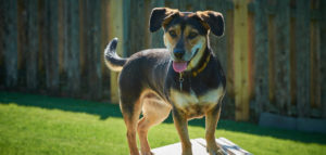 Dog on Agility Equipment the dogwoods mount horeb wi