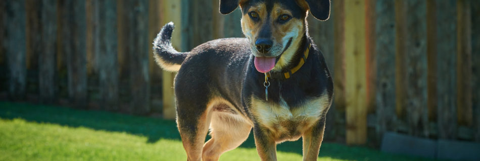 Dog on Agility Equipment the dogwoods mount horeb wi