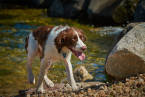 Wet Dog at the Dogwoods Mount Horeb WI