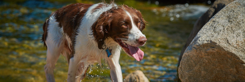 Wet Dog at the Dogwoods Mount Horeb WI