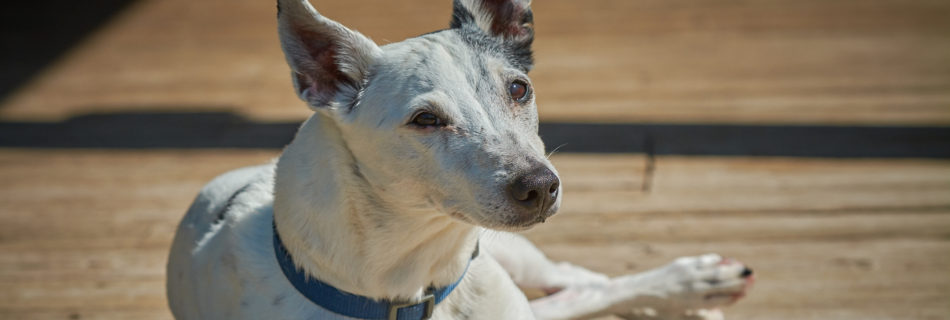 Sun bathing Dog on the Deck at the Dogwoods Mount Horeb WI