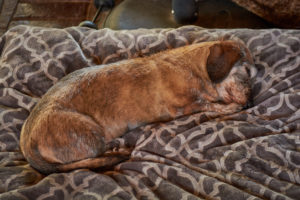 Napping Dog at the Dogwoods mount horeb WI