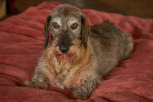 Older Dog at the Dogwoods Mount Horeb WI