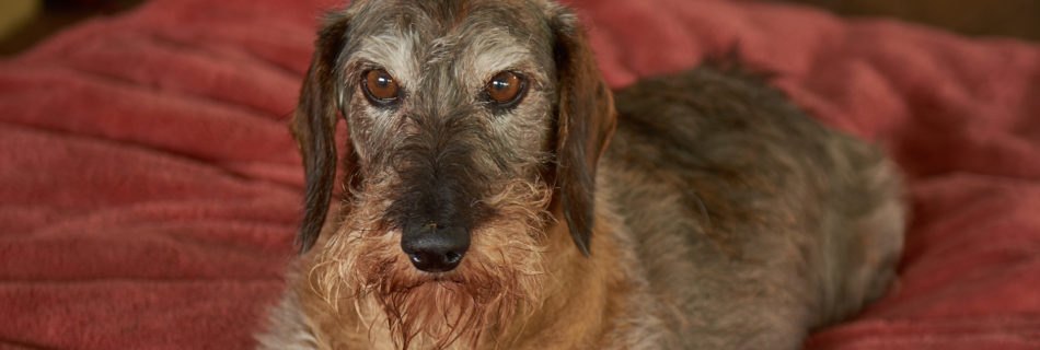 Older Dog at the Dogwoods Mount Horeb WI