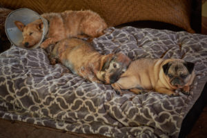 Dogs Napping at the Dogwoods Mount Horeb WI