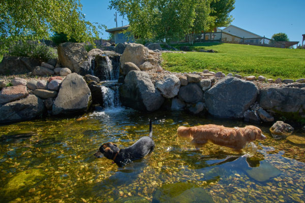 Dogs in the pond The Dogwoods Mt Horeb WI