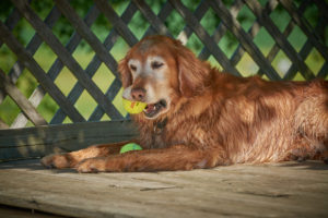 Dog relaxing the shade at The Dogwoods Mt Horeb WI