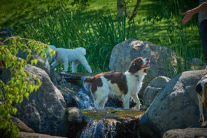 Keeping your canine cool in the pond at Dogwoods, Mount Horeb, WI