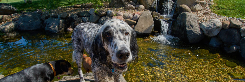 Keeping Your Canine Cool on the rocks by the pond At the Dogwoods, Mount Horeb, WI